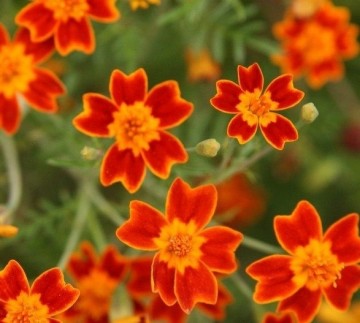 Mengsel eetbare bloemen | Basiszaden.nl