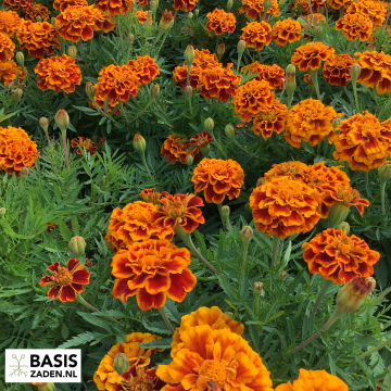 Afrikaantje Bolero Tagetes patula nana | Basiszaden.nl