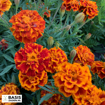 Afrikaantje Bolero Tagetes patula nana | Basiszaden.nl