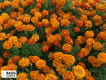 Afrikaantje Bolero Tagetes patula nana | Basiszaden.nl