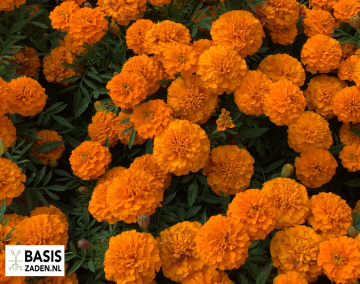 Afrikaantje Orange Boy Tagetes patula nana | Basiszaden.nl