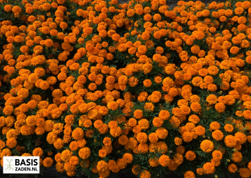 Afrikaantje Orange Boy Tagetes patula nana | Basiszaden.nl