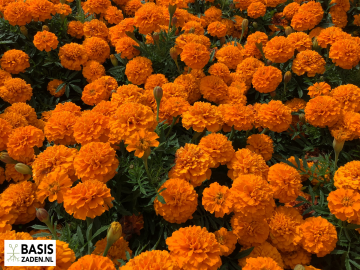 Afrikaantje Orange Boy Tagetes patula nana | Basiszaden.nl
