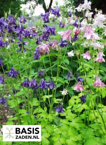 Akelei Double mix Aquilegia vulgaris | Basiszaden.nl