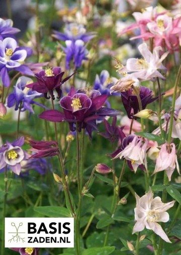 Akelei Double mix Aquilegia vulgaris | Basiszaden.nl