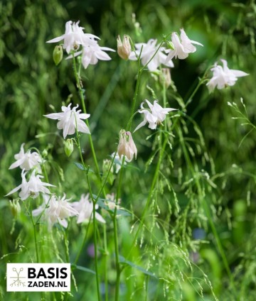 Akelei Double mix Aquilegia vulgaris | Basiszaden.nl
