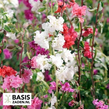 Amandelroosje Double mix Clarkia unguiculate (elegans) | Basiszaden.nl