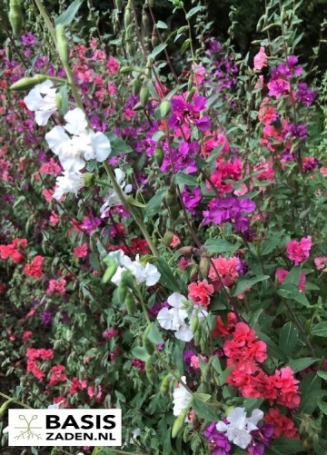 Amandelroosje Double mix Clarkia unguiculate (elegans) | Basiszaden.nl