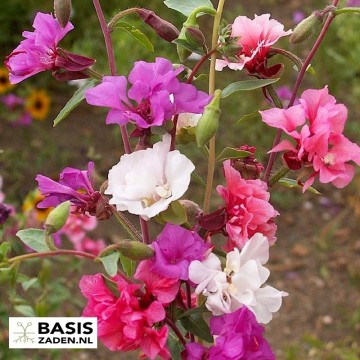Amandelroosje Double mix Clarkia unguiculate (elegans) | Basiszaden.nl