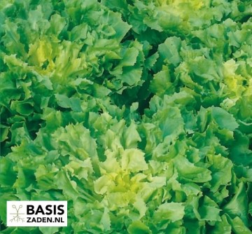 Andijvie Breedblad Volhart Winter Cichorium endivia | Basiszaden.nl