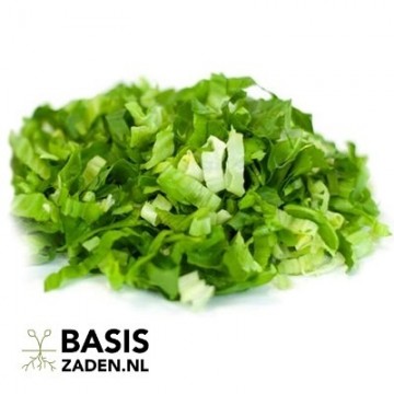 Andijvie Breedblad Volhart Winter Cichorium endivia | Basiszaden.nl
