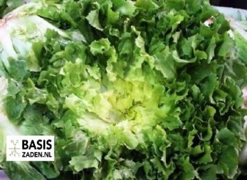 Andijvie Breedblad Volhart Winter Cichorium endivia | Basiszaden.nl