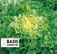 Andijvie Nummer Vijf 2 Cichorium endivia | Basiszaden.nl