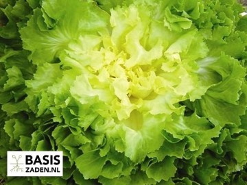 Andijvie Nummer Vijf 2 Cichorium endivia | Basiszaden.nl