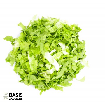 Andijvie Nummer Vijf 2 Cichorium endivia | Basiszaden.nl