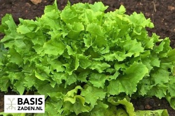 Andijvie Nummer Vijf 2 Cichorium endivia | Basiszaden.nl