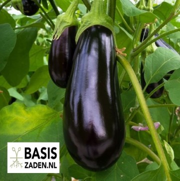Aubergine Halflange Violette Solanum melongena| Basiszaden.nl