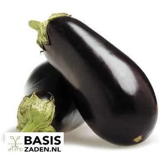 Aubergine Halflange Violette Solanum melongena| Basiszaden.nl