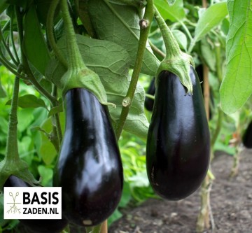 Aubergine Halflange Violette Solanum melongena| Basiszaden.nl
