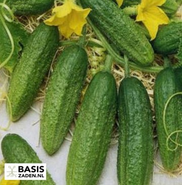 Augurk Othello F1 Cucumis sativus | Basiszaden.nl