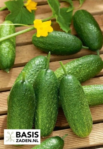 Augurk Othello F1 Cucumis sativus | Basiszaden.nl