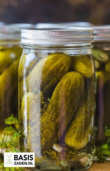 Augurk Othello F1 Cucumis sativus | Basiszaden.nl