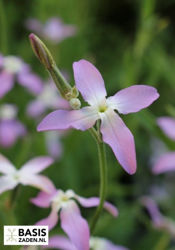 Avondviolier Matthiola bicornis | Basiszaden.nl