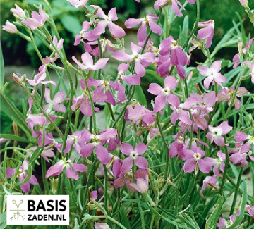 Avondviolier Matthiola bicornis | Basiszaden.nl