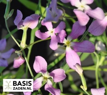 Avondviolier Matthiola bicornis | Basiszaden.nl