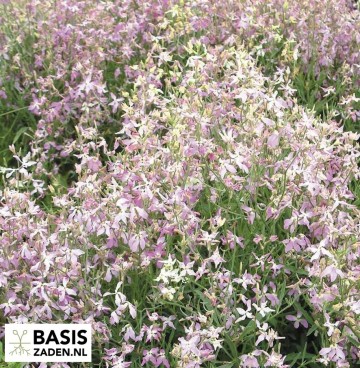 Avondviolier Matthiola bicornis | Basiszaden.nl