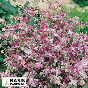 Avondviolier Matthiola bicornis | Basiszaden.nl