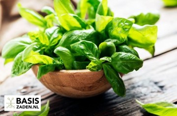 Basilicum Genovese Ocimum basilicum | Basiszaden.nl