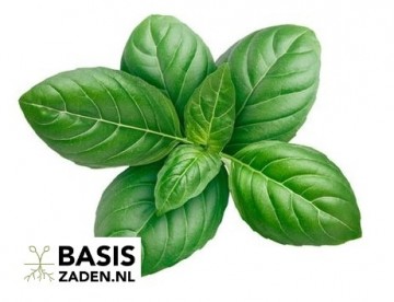 Basilicum Genovese Ocimum basilicum | Basiszaden.nl