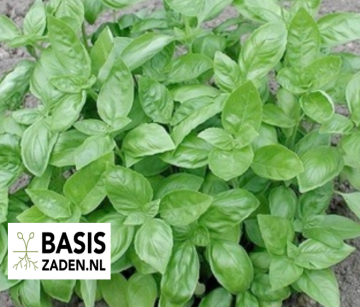 Basilicum Genovese Ocimum basilicum | Basiszaden.nl