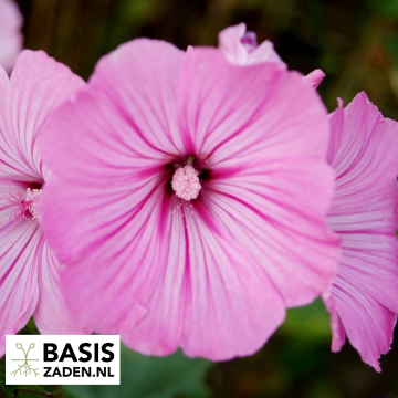 Bekermalva Loveliness rose pink Lavatera trimestris | Basiszaden.nl