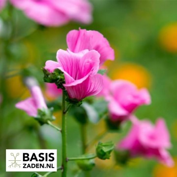 Bekermalva Loveliness rose pink Lavatera trimestris | Basiszaden.nl