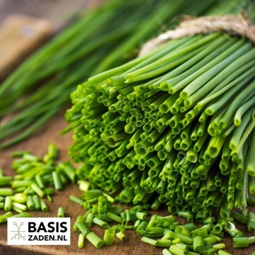 Bieslook Allium schoenoprasum | Basiszaden.nl