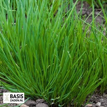 Bieslook Allium schoenoprasum | Basiszaden.nl