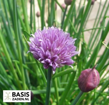 Bieslook Allium schoenoprasum | Basiszaden.nl