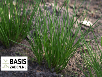 Bieslook Allium schoenoprasum | Basiszaden.nl
