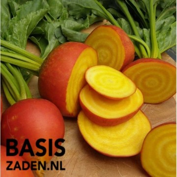Bieten Burpees Golden Beta vulgaris | Basiszaden.nl