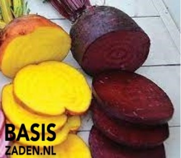 Bieten Burpees Golden Beta vulgaris | Basiszaden.nl