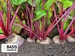 Rode biet Kogel 2 Beta vulgaris | Basiszaden.nl