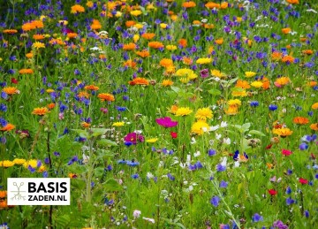 Bloemenmengsel Bijen | Basiszaden.nl