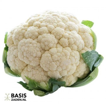 Bloemkool All Year Round Brassica oleracea | Basiszaden.nl