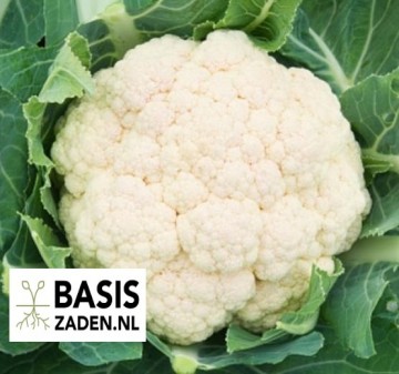 Bloemkool All Year Round Brassica oleracea | Basiszaden.nl