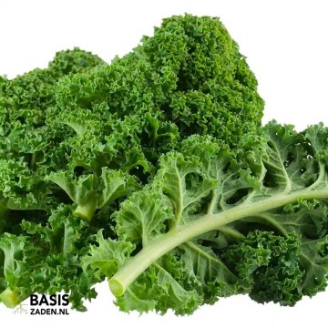 Boerenkool Westlandse Herfst Brassica oleracea | Basiszaden.nl