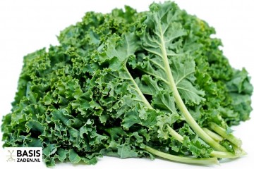 Boerenkool Westlandse Herfst Brassica oleracea | Basiszaden.nl
