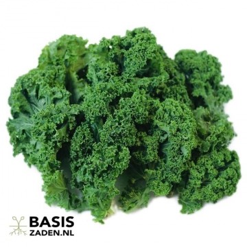Boerenkool Westlandse Herfst Brassica oleracea | Basiszaden.nl