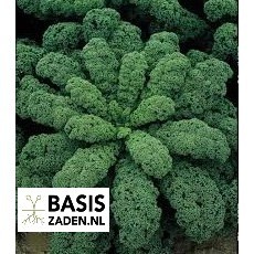 Boerenkool Westlandse Herfst Brassica oleracea | Basiszaden.nl